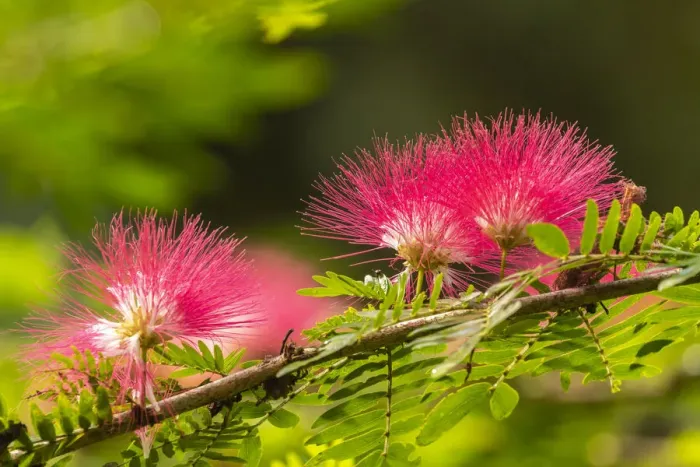 Framed Print : Caribbean, Trinidad, Asa Wright Nature Center. Mimosa blossoms close-up Framed Print : Caribbean, Trinidad, Asa Wright Nature Center. Mimosa blossoms close-up