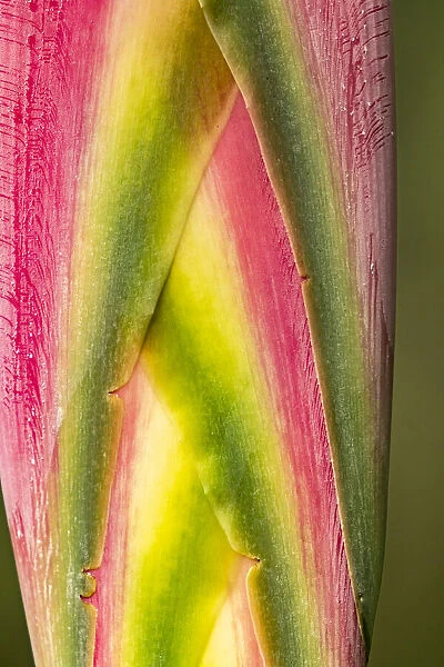 Caribbean, Trinidad, Asa Wright Nature Center. Heliconia plant close-up