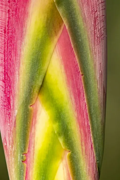 Framed Print : Caribbean, Trinidad, Asa Wright Nature Center. Heliconia plant close-up Framed Print : Caribbean, Trinidad, Asa Wright Nature Center. Heliconia plant close-up