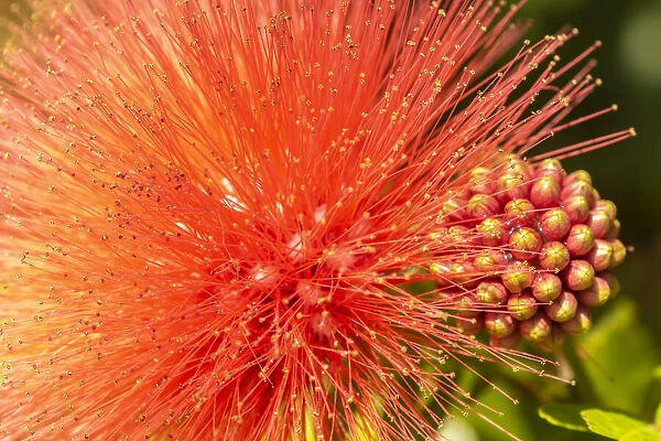 Caribbean, Trinidad, Asa Wright Nature Center. Mimosa blossom and buds close-up