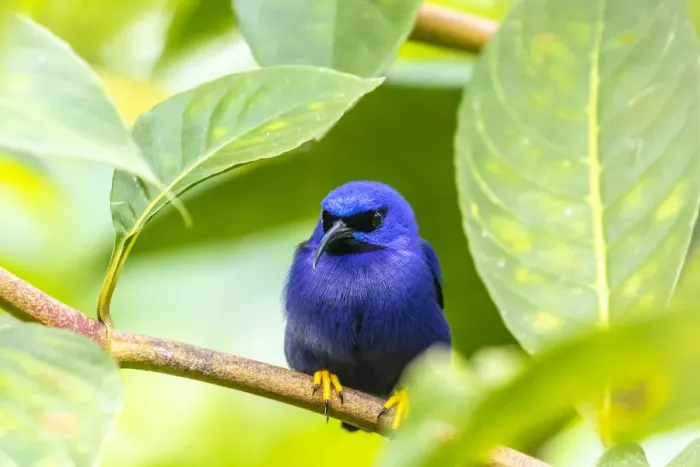 Framed Print : Caribbean, Trinidad, Asa Wright Nature Center. Male purple honeycreeper on limb Framed Print : Caribbean, Trinidad, Asa Wright Nature Center. Male purple honeycreeper on limb