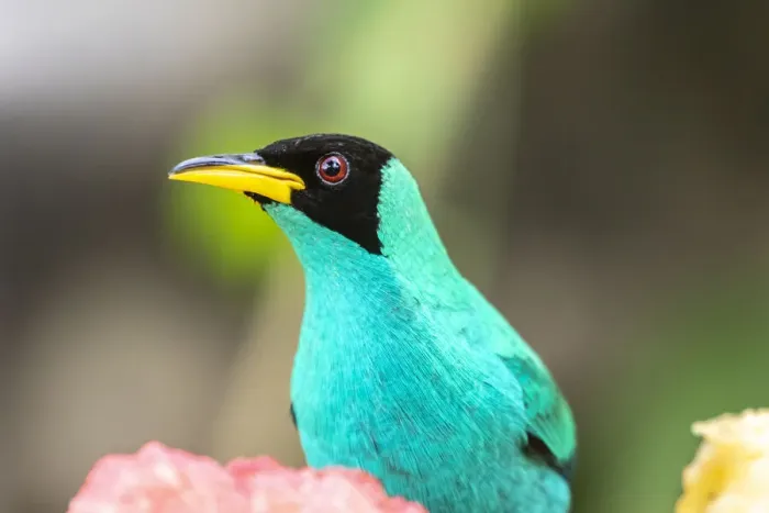 Framed Print : Caribbean, Trinidad, Asa Wright Nature Center. Male green honeycreeper bird close-up Framed Print : Caribbean, Trinidad, Asa Wright Nature Center. Male green honeycreeper bird close-up