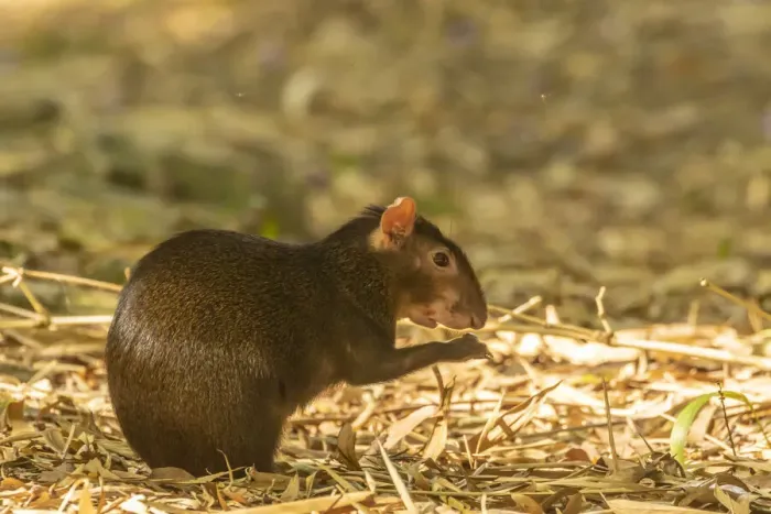 Framed Print : Caribbean, Trinidad, Asa Wright Nature Center. Agouti eating Framed Print : Caribbean, Trinidad, Asa Wright Nature Center. Agouti eating