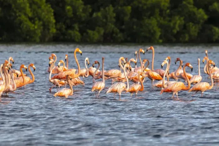 Framed Print : Caribbean, Trinidad, Caroni Swamp. American greater flamingos in water