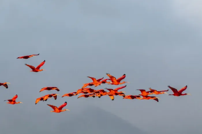 Framed Print : Caribbean, Trinidad, Caroni Swamp. Scarlet ibis birds in flight Framed Print : Caribbean, Trinidad, Caroni Swamp. Scarlet ibis birds in flight