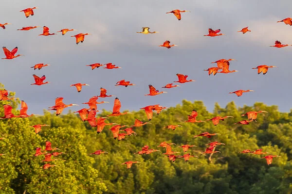 Caribbean, Trinidad, Caroni Swamp. Scarlet ibis birds in flight