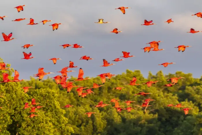 Framed Print : Caribbean, Trinidad, Caroni Swamp. Scarlet ibis birds in flight
