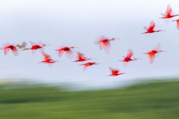 Caribbean, Trinidad, Caroni Swamp. Blur of scarlet ibis birds in flight