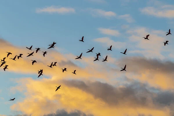 Caribbean, Trinidad, Caroni Swamp. Scarlet ibis birds in flight at sunset