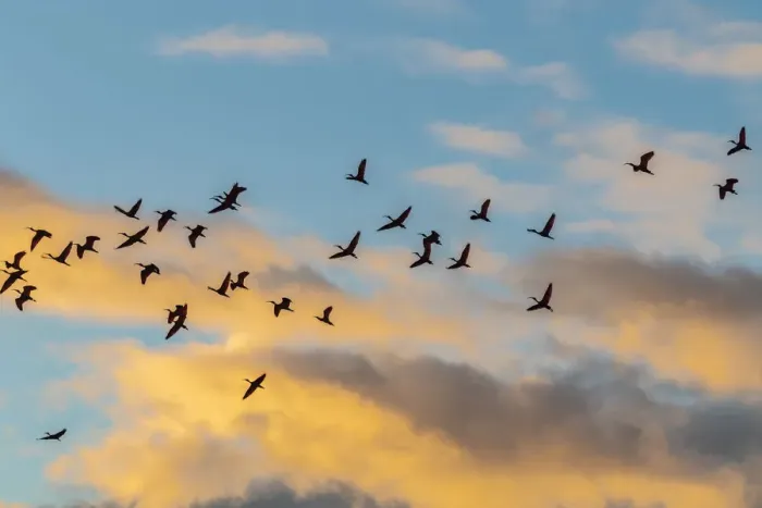 Framed Print : Caribbean, Trinidad, Caroni Swamp. Scarlet ibis birds in flight at sunset Framed Print : Caribbean, Trinidad, Caroni Swamp. Scarlet ibis birds in flight at sunset