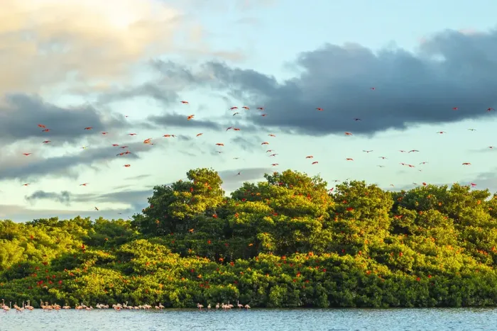 Framed Print : Caribbean, Trinidad, Caroni Swamp. Scarlet ibis birds in flight and flamingos in water Framed Print : Caribbean, Trinidad, Caroni Swamp. Scarlet ibis birds in flight and flamingos in water