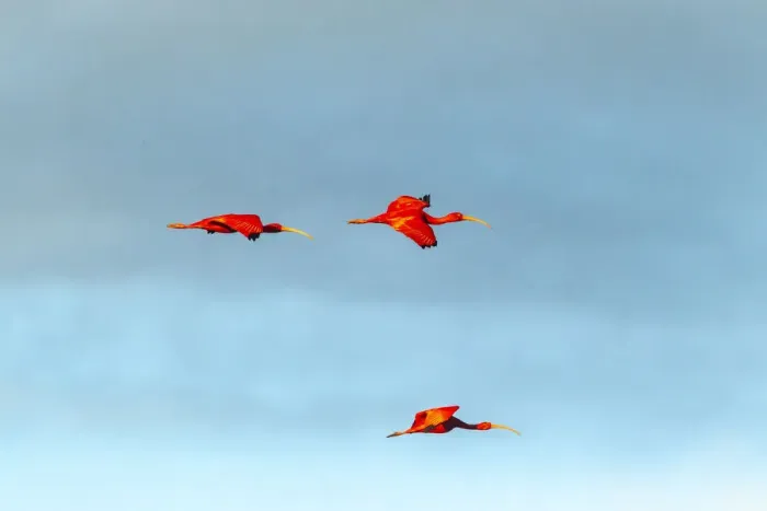 Framed Print : Caribbean, Trinidad, Caroni Swamp. Scarlet ibis birds in flight Framed Print : Caribbean, Trinidad, Caroni Swamp. Scarlet ibis birds in flight