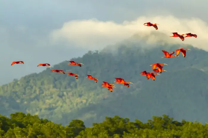Framed Print : Caribbean, Trinidad, Caroni Swamp. Scarlet ibis birds in flight
