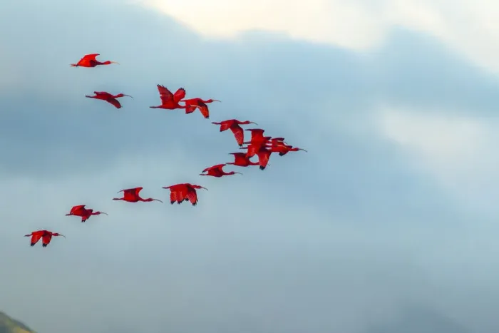 Framed Print : Caribbean, Trinidad, Caroni Swamp. Scarlet ibis birds in flight