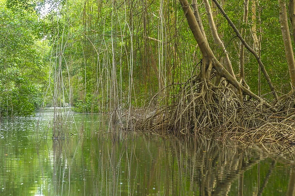Caribbean, Trinidad. Caroni Swamp scenic. Credit as: Cathy