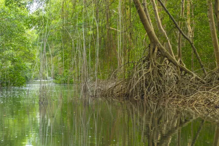 Framed Print : Caribbean, Trinidad. Caroni Swamp scenic. Credit as: Cathy Framed Print : Caribbean, Trinidad. Caroni Swamp scenic. Credit as: Cathy