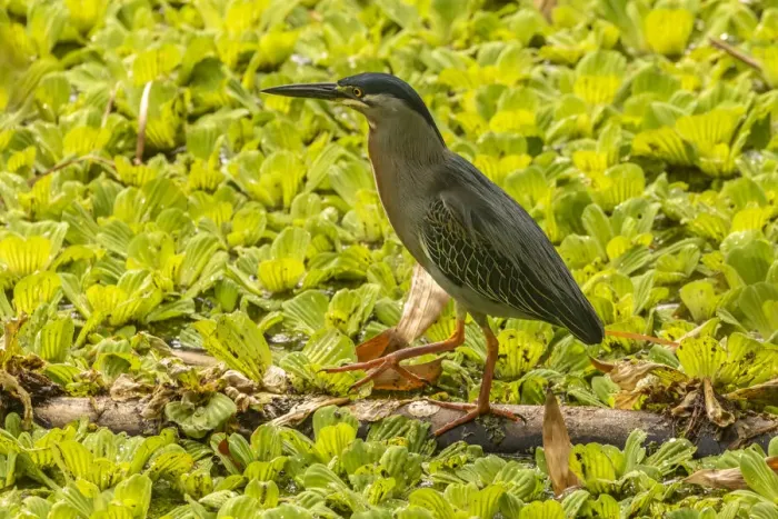 Framed Print : Caribbean, Trinidad. Striated heron close-up. Credit as