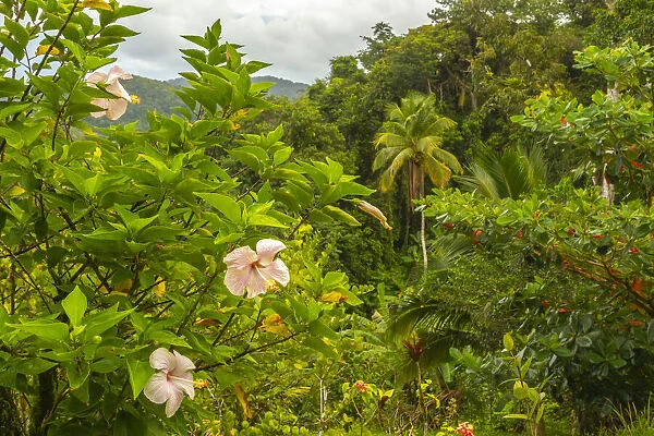 Caribbean, Trinidad. Tropical jungle landscape with hibiscus flowers