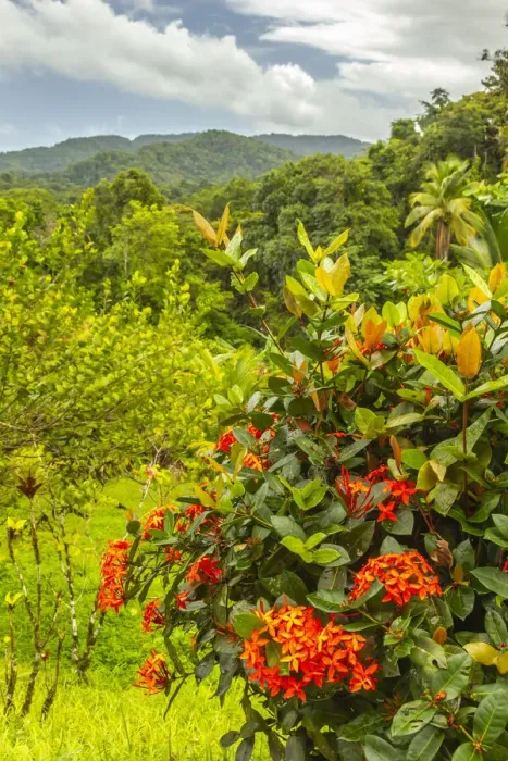 Framed Print : Caribbean, Trinidad. Tropical jungle landscape with flowers