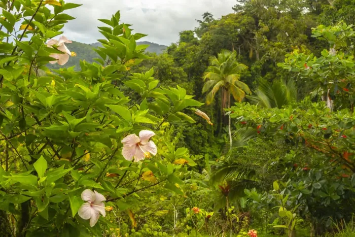 Framed Print : Caribbean, Trinidad. Tropical jungle landscape with hibiscus flowers Framed Print : Caribbean, Trinidad. Tropical jungle landscape with hibiscus flowers