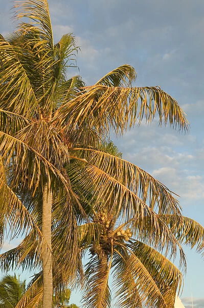 Caribbean, TURKS & CAICOS-Providenciales Island-Leeward: Palm Tree  /  Sunrise