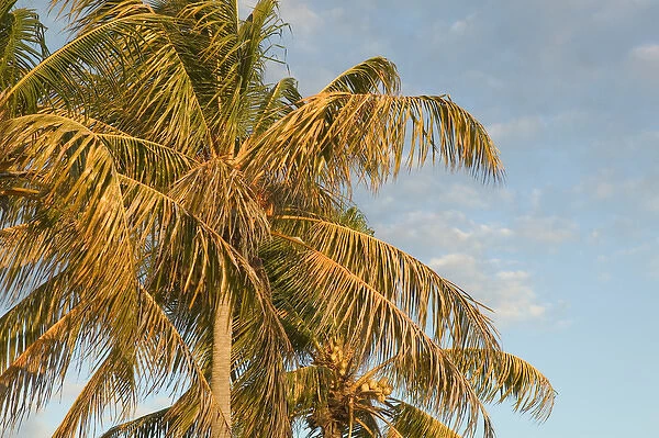 Caribbean, TURKS & CAICOS-Providenciales Island-Leeward: Palm Tree  /  Sunrise
