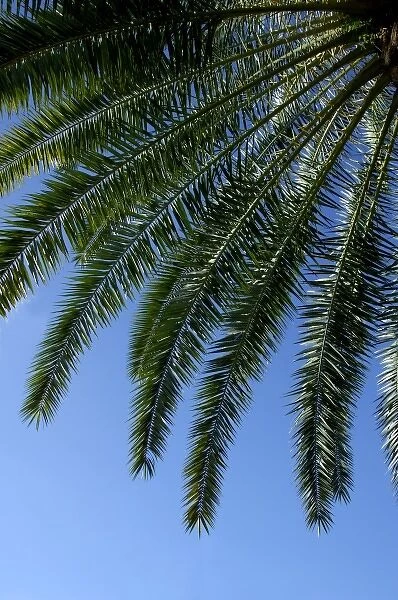 Caribbean, U. S. Virgin Islands, St. Thomas, Charlotte Amalie. Palm tree with blue sky