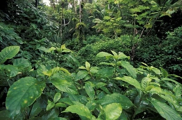 Caribbean, USA, Puerto Rico, El Junque Rainforest National Park. Americas only