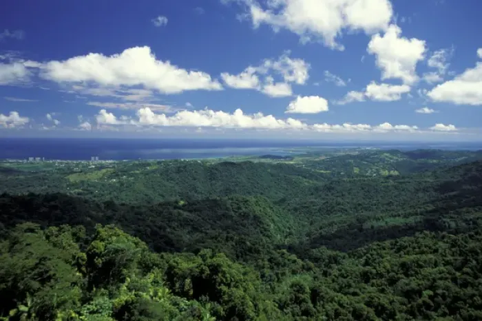 Framed Print : Caribbean, USA, Puerto Rico. Rainforest canopy