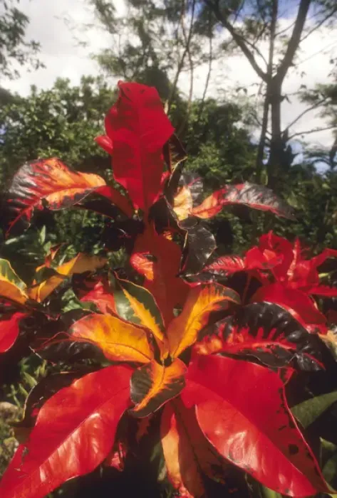 Framed Print : Caribbean: US Virgin Islands, St Croix, St George Village Botanical Garden, red cotton leaves Framed Print : Caribbean: US Virgin Islands, St Croix, St George Village Botanical Garden, red cotton leaves