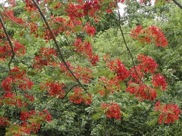Caribbean, US Virgin Islands, St. Croix, tree in red blooms