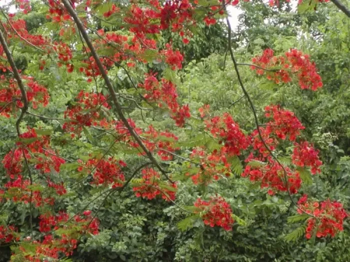 Framed Print : Caribbean, US Virgin Islands, St. Croix, tree in red blooms