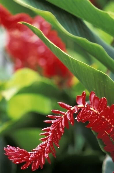 Caribbean, US Virgin Islands, St. Thomas, Charlotte Amalie. Red Ginger flower (Alpinia
