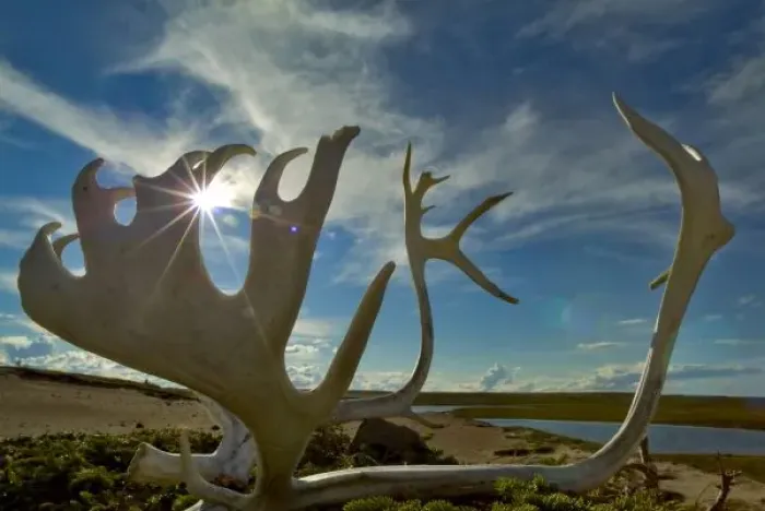 Framed Print : Caribou antlers on the sandy ground in the Northwest Territories, Canada Framed Print : Caribou antlers on the sandy ground in the Northwest Territories, Canada