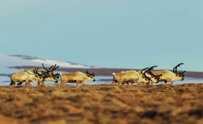 Framed Print : Caribou bulls migrating along the sub-artic tundra of the Bering Sea on the Seward Peninsula Framed Print : Caribou bulls migrating along the sub-artic tundra of the Bering Sea on the Seward Peninsula