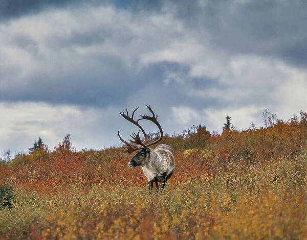 Caribou in fall foliage, Denali national Park, Alaska