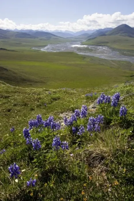 Framed Print : Caribou Pass View with Arctic Lupine (Lupinus Arcticus) - Arctic National Wildlife Refuge Framed Print : Caribou Pass View with Arctic Lupine (Lupinus Arcticus) - Arctic National Wildlife Refuge