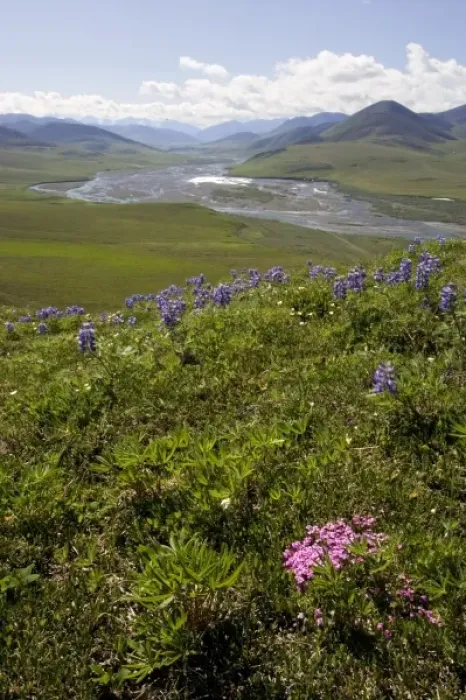 Framed Print : Caribou Pass View with Phlox & Arctic Lupine - Arctic National Wildlife Refuge, Alaska Framed Print : Caribou Pass View with Phlox & Arctic Lupine - Arctic National Wildlife Refuge, Alaska