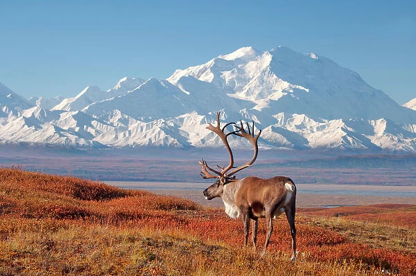 caribou, Rangifer tarandus, bull in fall colors with Mount McKinley in the background