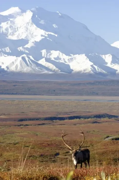 Framed Print : caribou, Rangifer tarandus, bull in fall colors with Mount McKinley in the background Framed Print : caribou, Rangifer tarandus, bull in fall colors with Mount McKinley in the background