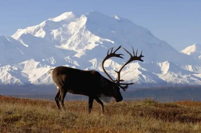 Framed Print : caribou, Rangifer tarandus, bull in fall colors with Mount McKinley in the background Framed Print : caribou, Rangifer tarandus, bull in fall colors with Mount McKinley in the background