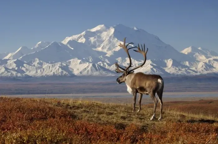 Framed Print : caribou, Rangifer tarandus, bull in fall colors with Mount McKinley in the background Framed Print : caribou, Rangifer tarandus, bull in fall colors with Mount McKinley in the background