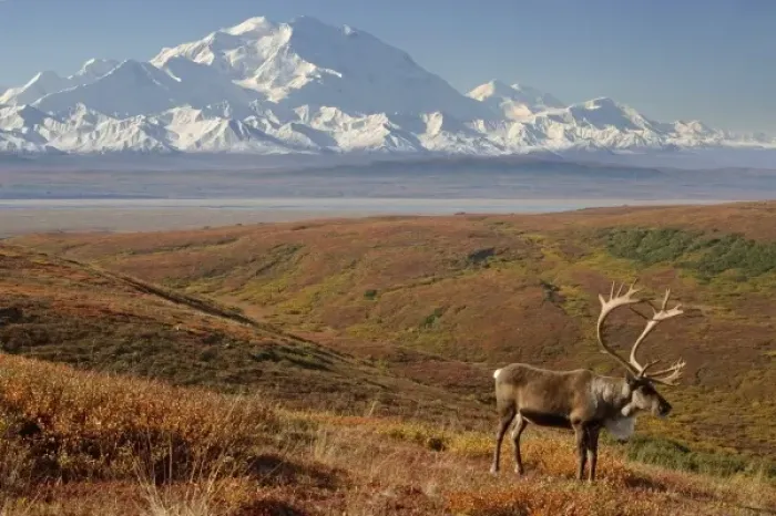 Framed Print : caribou, Rangifer tarandus, bull in fall colors with Mount McKinley in the background Framed Print : caribou, Rangifer tarandus, bull in fall colors with Mount McKinley in the background