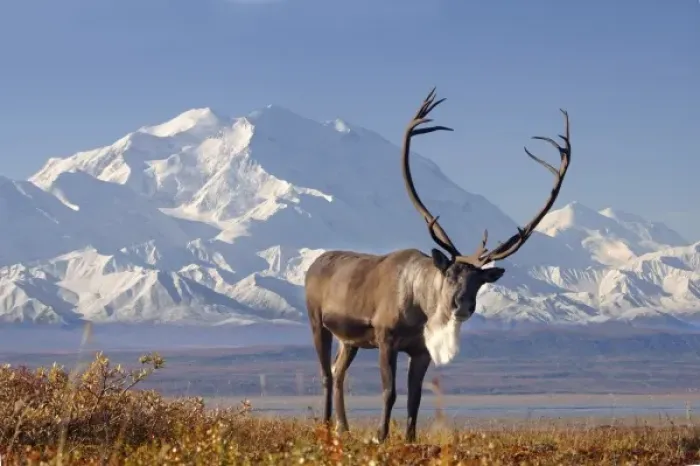 Framed Print : caribou, Rangifer tarandus, bull in fall colors with Mount McKinley in the background Framed Print : caribou, Rangifer tarandus, bull in fall colors with Mount McKinley in the background