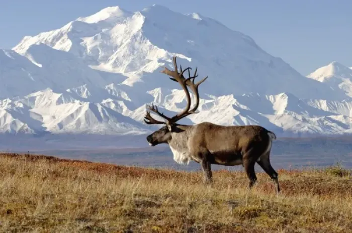 Framed Print : caribou, Rangifer tarandus, bull in fall colors with Mount McKinley in the background Framed Print : caribou, Rangifer tarandus, bull in fall colors with Mount McKinley in the background