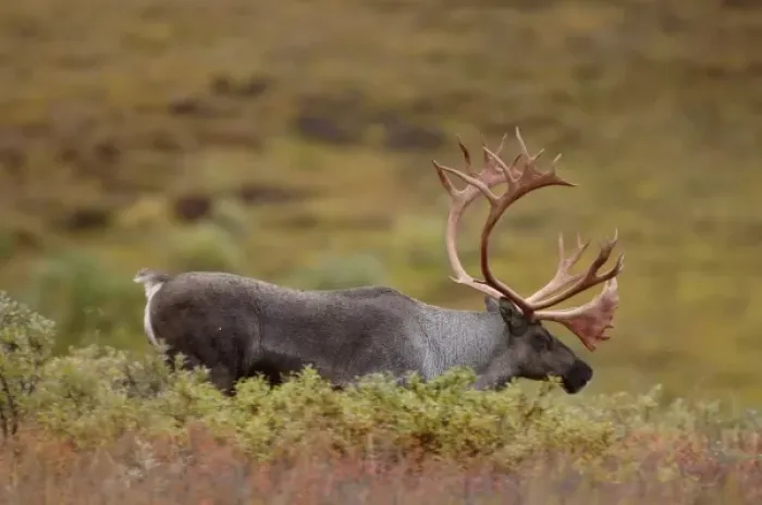 Framed Print : caribou, Rangifer tarandus, bull feeding on fall vegetation in Denali National Park Framed Print : caribou, Rangifer tarandus, bull feeding on fall vegetation in Denali National Park