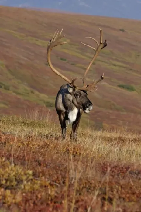 Framed Print : caribou, Rangifer tarandus, bull feeding on fall vegetation in Denali National Park