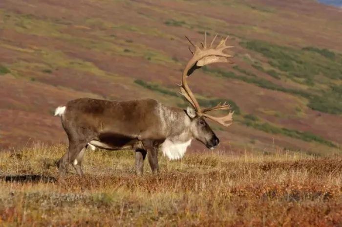Framed Print : caribou, Rangifer tarandus, bull feeding on fall vegetation in Denali National Park Framed Print : caribou, Rangifer tarandus, bull feeding on fall vegetation in Denali National Park