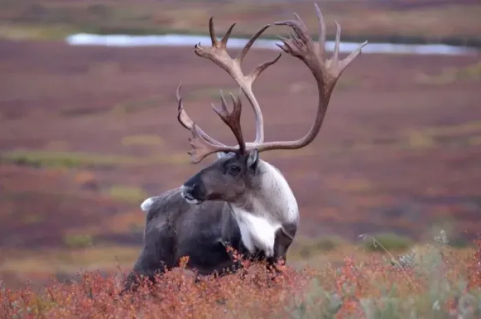 Framed Print : caribou, Rangifer tarandus, bull feeding on fall vegetation in Denali National Park Framed Print : caribou, Rangifer tarandus, bull feeding on fall vegetation in Denali National Park