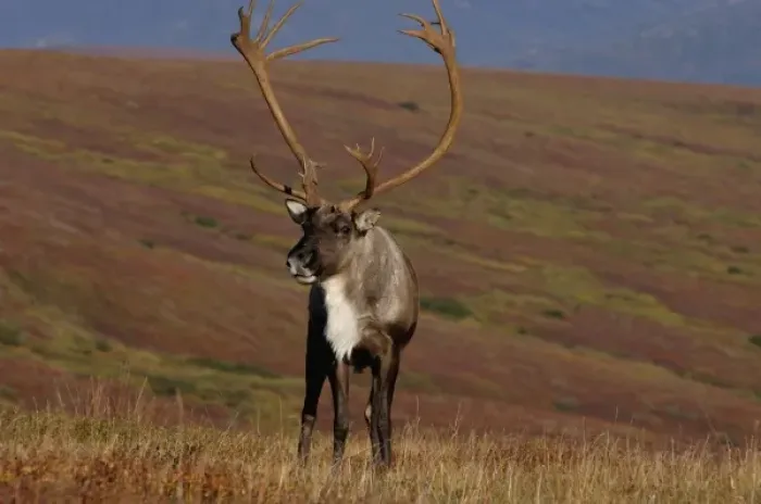 Framed Print : caribou, Rangifer tarandus, bull feeding on fall vegetation in Denali National Park